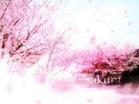 樱花落